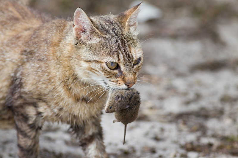 кошка ловит мышь