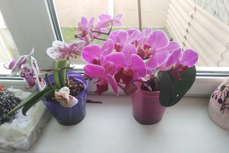 подкормка для орхидей