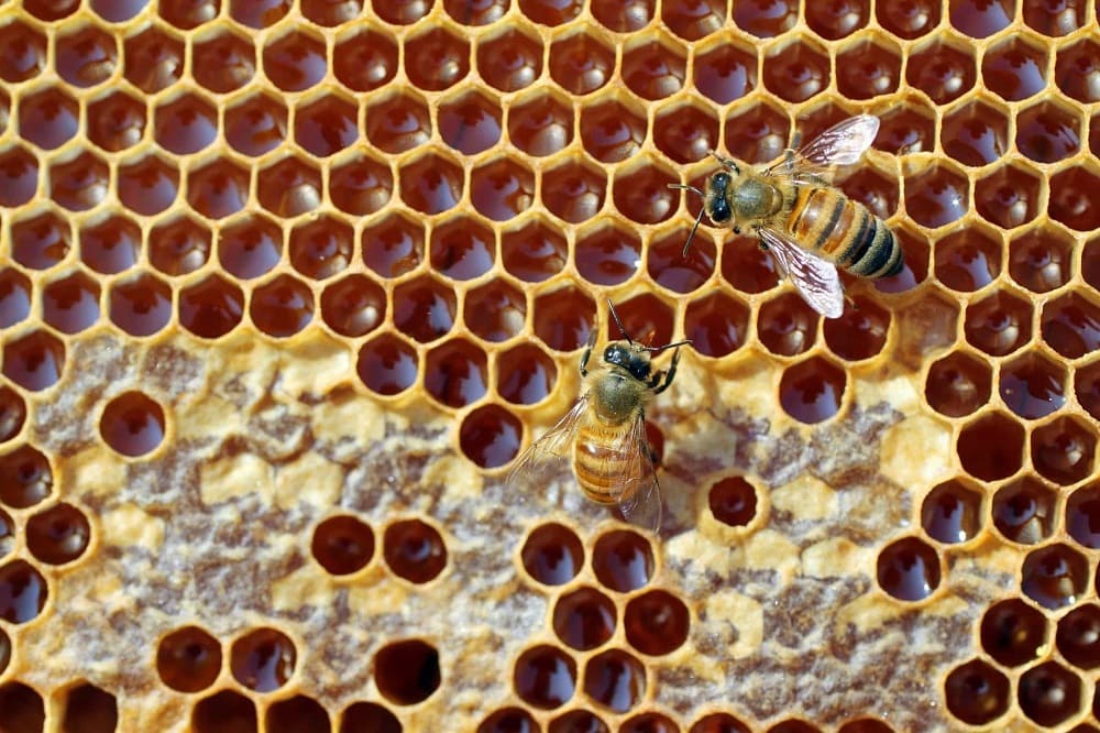 чем полезны пчелы