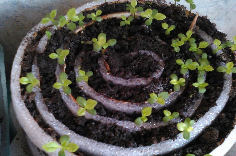 улитка для рассады