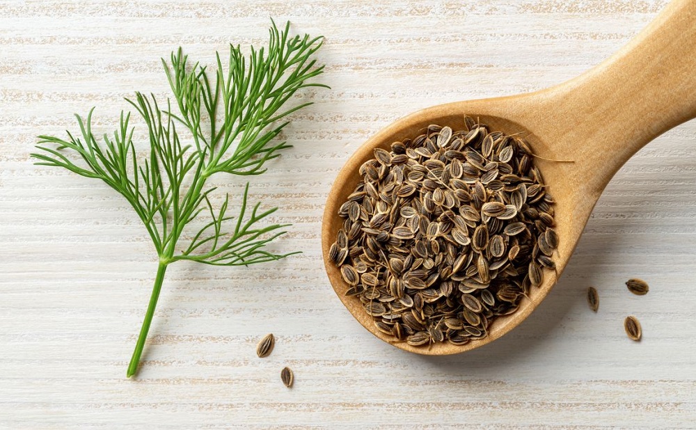 польза укропа для здоровья