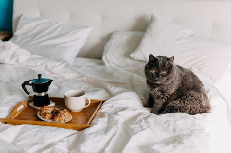кошка в постели с едой