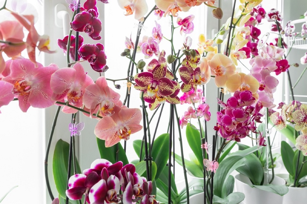 удобрение для орхидеи