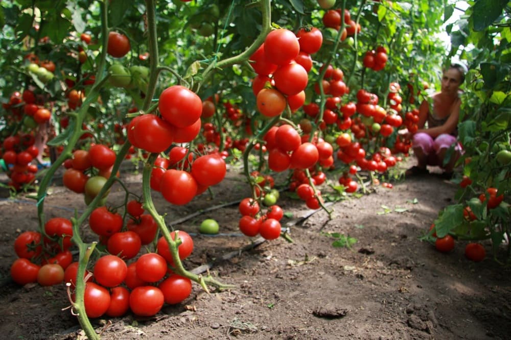  удобрение для томатов из овсянки