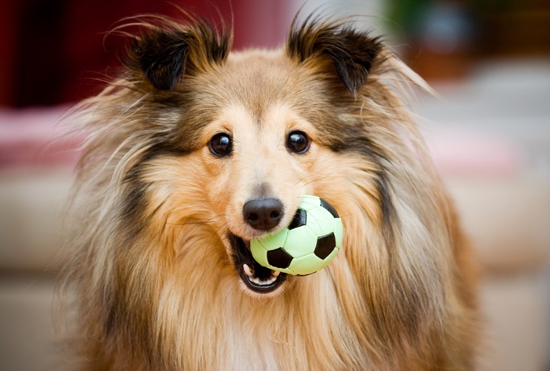веселые собаки с мячиком