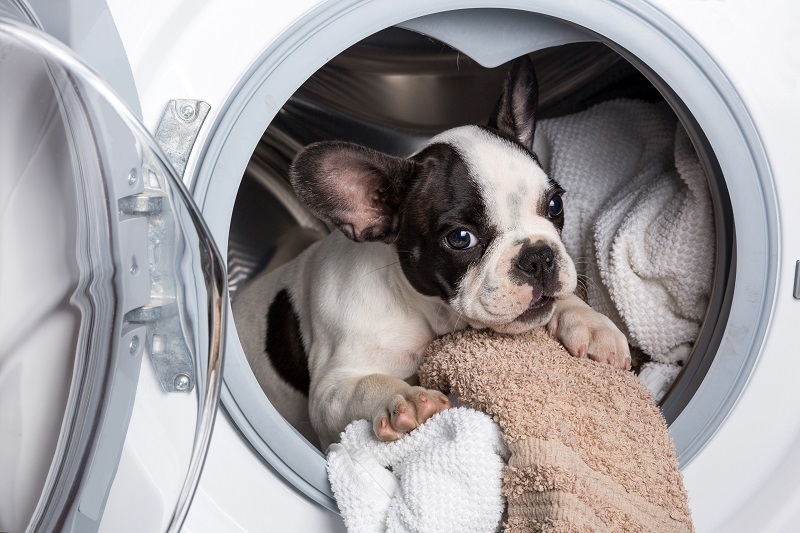 щенок в стиральной машине