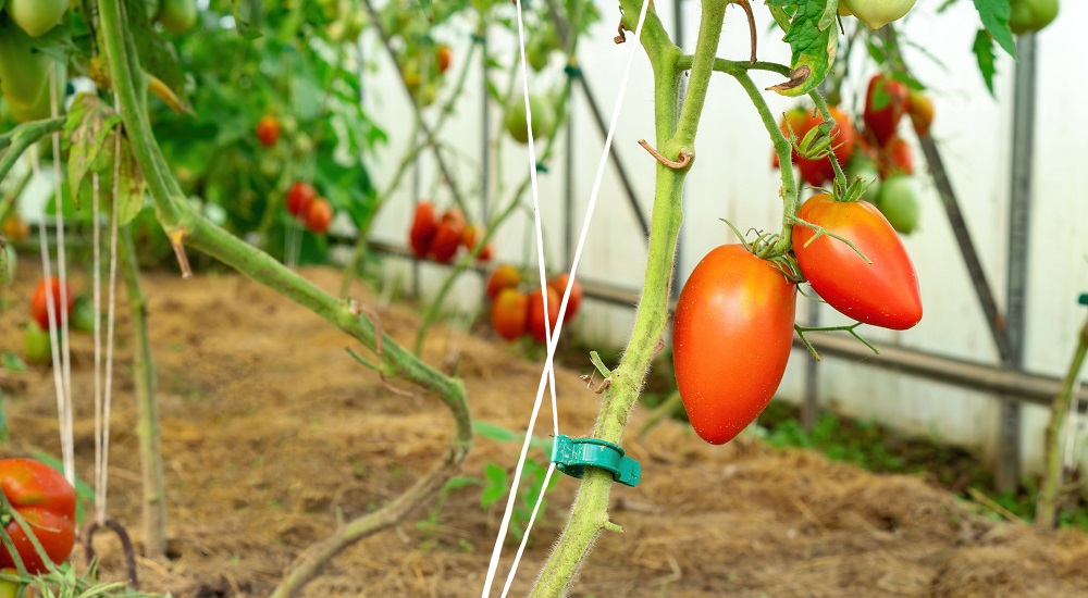 как вырастить помидоры по методу маслова