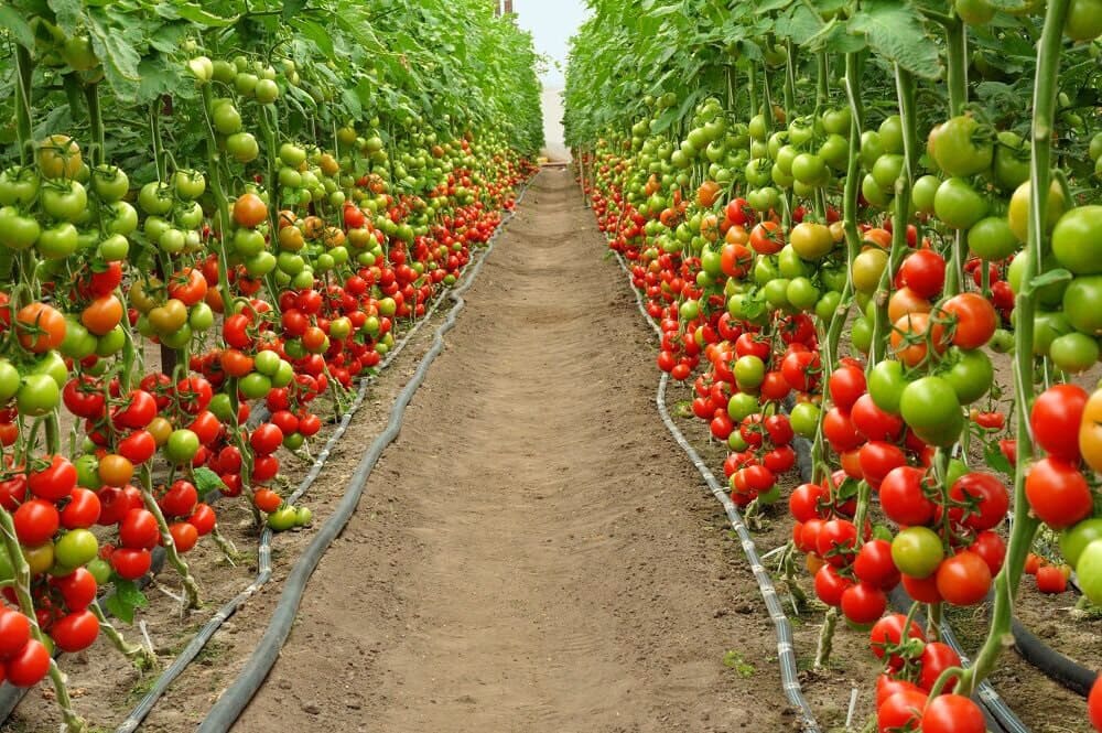 выращивание томатов секретный способ