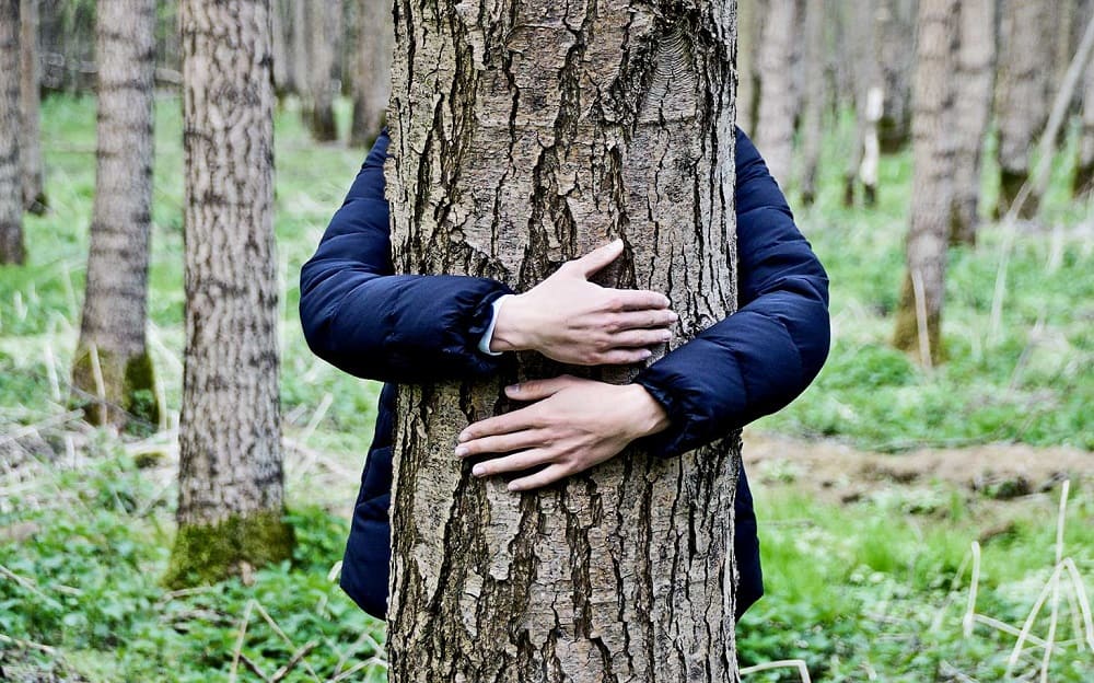 как правильно обниматься с деревьями